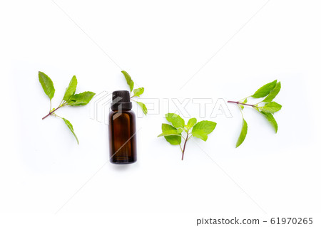 Essential oil with fresh holy basil leaves Essential oil with fresh holy basil leaves 61970265