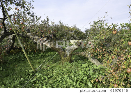 Apple tree fell in typhoon 19 Apple tree fell in typhoon 19 61970546