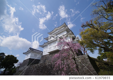 Odawara Castle in Spring 61970655