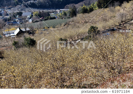 羅比松田町 羅比松田町 61971184