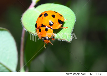 Black-tailed Tento 61971319