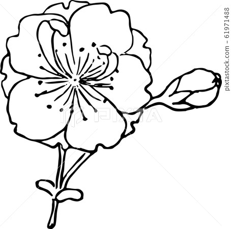 櫻花櫻花 61971488