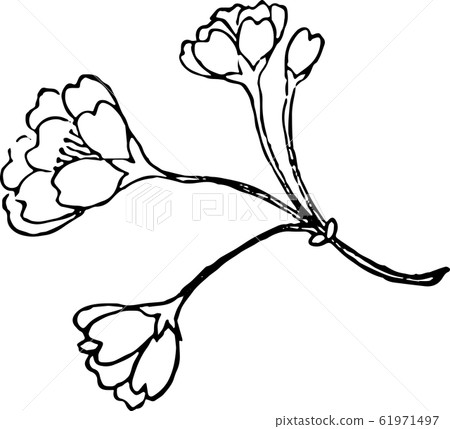 Granny cherry tree Granny cherry tree 61971497