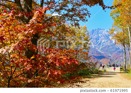 從白馬山港俯瞰北阿爾卑斯山和白馬山山。日本長野白馬十月下旬。 從白馬山港俯瞰北阿爾卑斯山和白馬山山。日本長野白馬十月下旬。 61971995