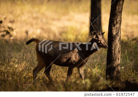 Alert Sambar deer or rusa unicolor in forest. side profile of sambar deer with tail up in beautiful winter light and in green background at ranthambore national park, rajasthan, india 61972547