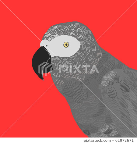 African Gray Parrot African Gray Parrot 61972671