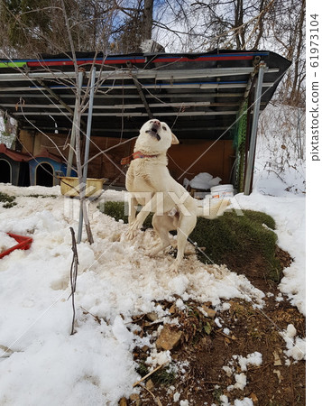 江原道、太白市、鹹白山 江原道、太白市、鹹白山 61973104