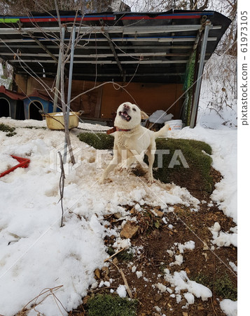 江原道、太白市、鹹白山 江原道、太白市、鹹白山 61973105
