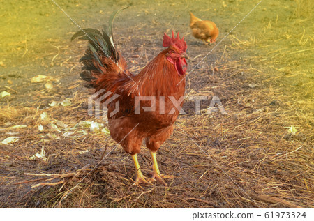 Free range red cock. Portrait of cock on farm 61973324