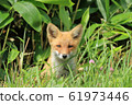 Kita fox 61973446