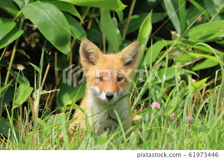 Kita fox 61973446