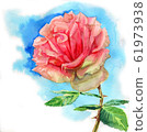 Beautiful Rose flower, watercolorpainting illustration on white background 61973938