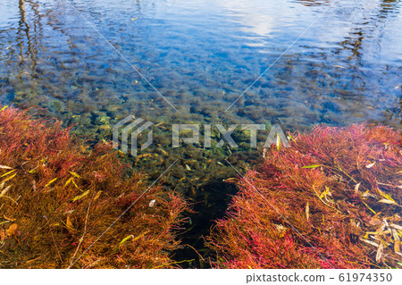 Relaxing pond: Azumino Wasabi field spring park: Willow tree root (Toyoshina, Azumino city) 61974350
