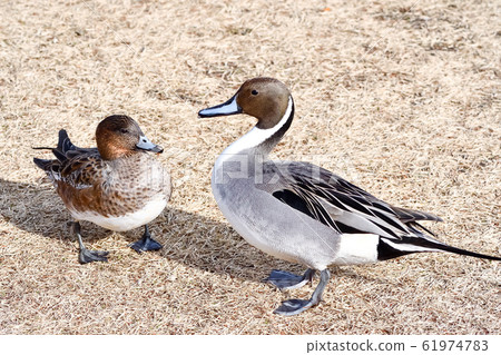 Pintail 61974783