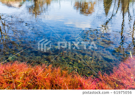 Relaxing pond: Azumino Wasabi field spring park: Willow tree root (Toyoshina, Azumino city) Relaxing pond: Azumino Wasabi field spring park: Willow tree root (Toyoshina, Azumino city) 61975056