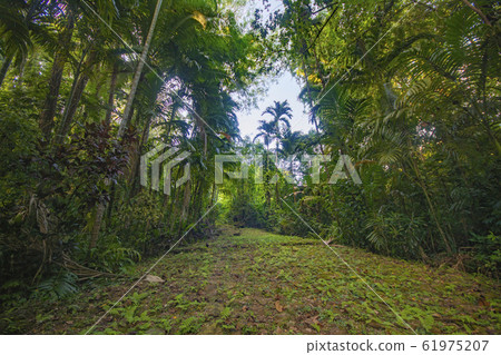 帕勞的馬爾京克共和國雨林，叢林，通往阿拜的路（會議廳） 61975207