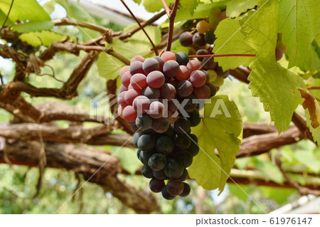red grape growth on branch in farm red grape growth on branch in farm 61976147