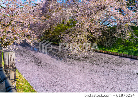 弘前公園索托花筏春天櫻花美麗明亮美麗的季節圖像旅行東北地區弘前市青森縣 弘前公園索托花筏春天櫻花美麗明亮美麗的季節圖像旅行東北地區弘前市青森縣 61976254