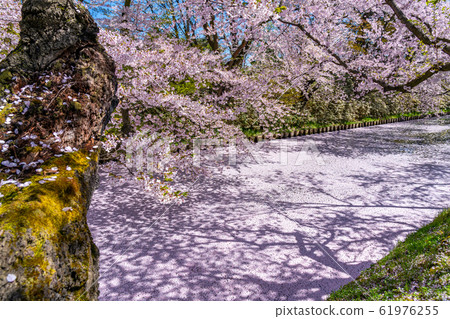 弘前公園索托花筏春天櫻花美麗明亮美麗的季節圖像旅行東北地區弘前市青森縣 弘前公園索托花筏春天櫻花美麗明亮美麗的季節圖像旅行東北地區弘前市青森縣 61976255