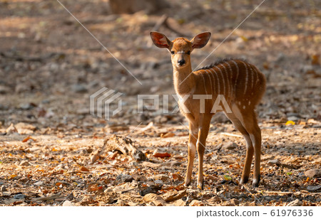 young nyala standing alone 61976336