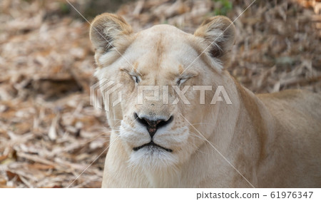 female african lion female african lion 61976347