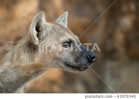 spotted hyena head close up spotted hyena head close up 61976348