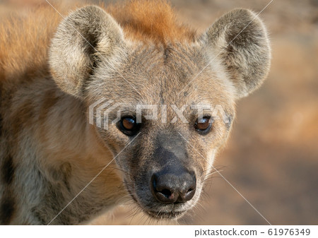 spotted hyena head close up 61976349