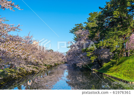 Hirosaki Park Sotobori Flower Raft Spring Cherry Blossom Beautiful Bright Beautiful Season Image Trip Tohoku Region Hirosaki City Aomori Prefecture 61976361
