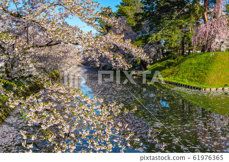 弘前公園索托花筏春天櫻花美麗明亮美麗的季節圖像旅行東北地區弘前市青森縣 61976365