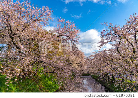Hirosaki Park Sotobori Flower Raft Spring Cherry Blossom Beautiful Bright Beautiful Season Image Trip Tohoku Region Hirosaki City Aomori Prefecture Hirosaki Park Sotobori Flower Raft Spring Cherry Blossom Beautiful Bright Beautiful Season Image Trip Tohoku Region Hirosaki City Aomori Prefecture 61976381