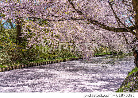 弘前公園索托花筏春天櫻花美麗明亮美麗的季節圖像旅行東北地區弘前市青森縣 照片素材 圖片 圖庫