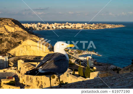 Seagull on the walls of Santa Barbara Castle in Alicante, Spain 61977190
