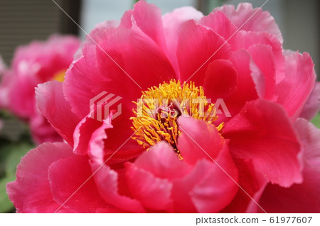 Peony ~ ~ Botan ~ ~ Peony ~ ~ Botan ~ ~ 61977607