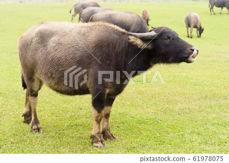 Side view of a buffalo standing on the grass 61978075