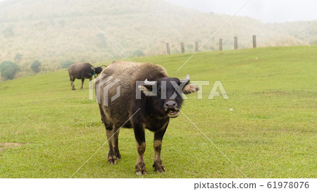 一隻嘴巴張開的牛站在山上的草地 61978076
