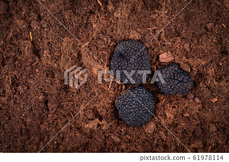 Black truffle in the ground. Truffle hunt. 61978114