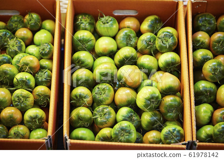 彩色番茄綠色番茄 61978142