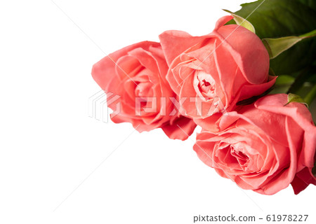 Three beautiful pink rosebuds on a white background. Isolate 61978227