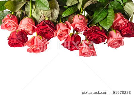 Gorgeous roses for the holiday on a white background. Isolate 61978228