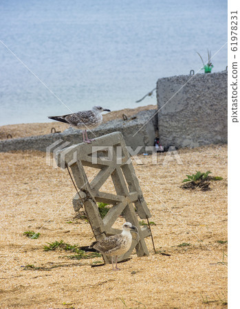 seagulls on wild sea beach 61978231