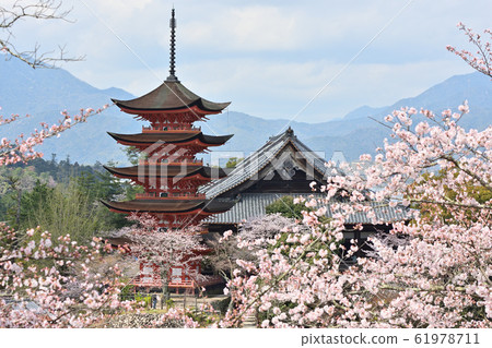 宮島的五層寶塔和春天的千疊閣 61978711