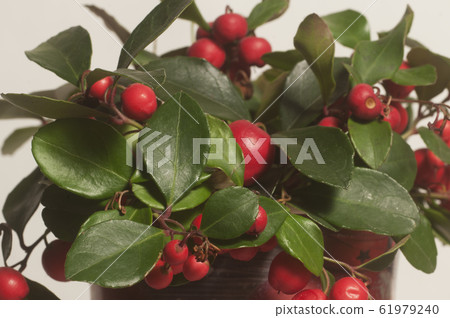 Gaultheria procumbens macro shot Gaultheria procumbens macro shot 61979240