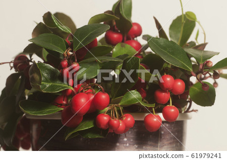 Gaultheria procumbens macro shot Gaultheria procumbens macro shot 61979241