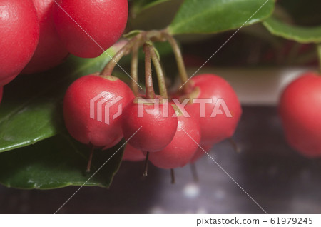 Gaultheria procumbens macro shot Gaultheria procumbens macro shot 61979245