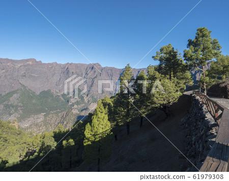 Volcanic landscape and lush pine tree forest, pinus canariensis view from Mirador de la Cumbrecita viewpoint at national park Caldera de Taburiente, volcanic crater in La Palma, Canary Islands, Spain 61979308