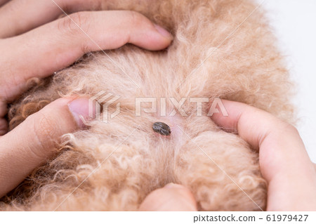 Big blood sucker tick  discovered on dog's fur 61979427