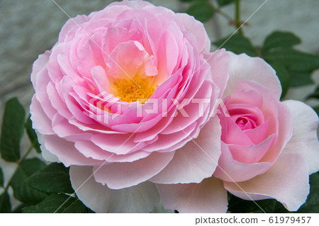 素拉花田色拉高原花森林 61979457