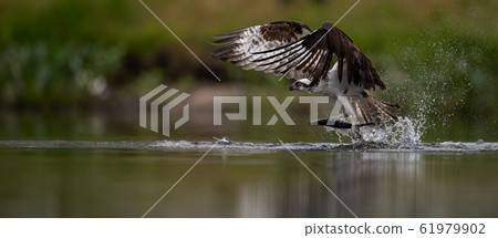 Osprey Fishing in Florida Osprey Fishing in Florida 61979902