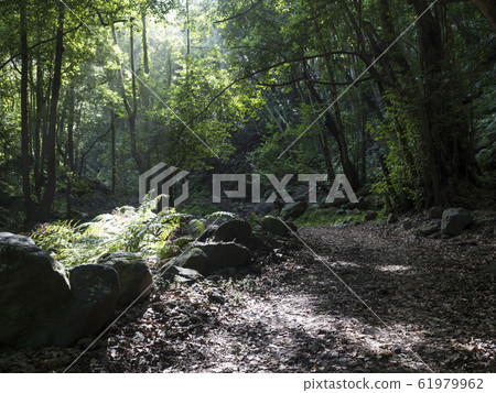 Cobo da Galga nature park with path in beautiful mysterious Laurel forest, laurisilva in the northern part of La Palma, Canary Islands, Spain 61979962