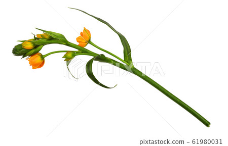 Orange ornithogalum flowers and buds 61980031
